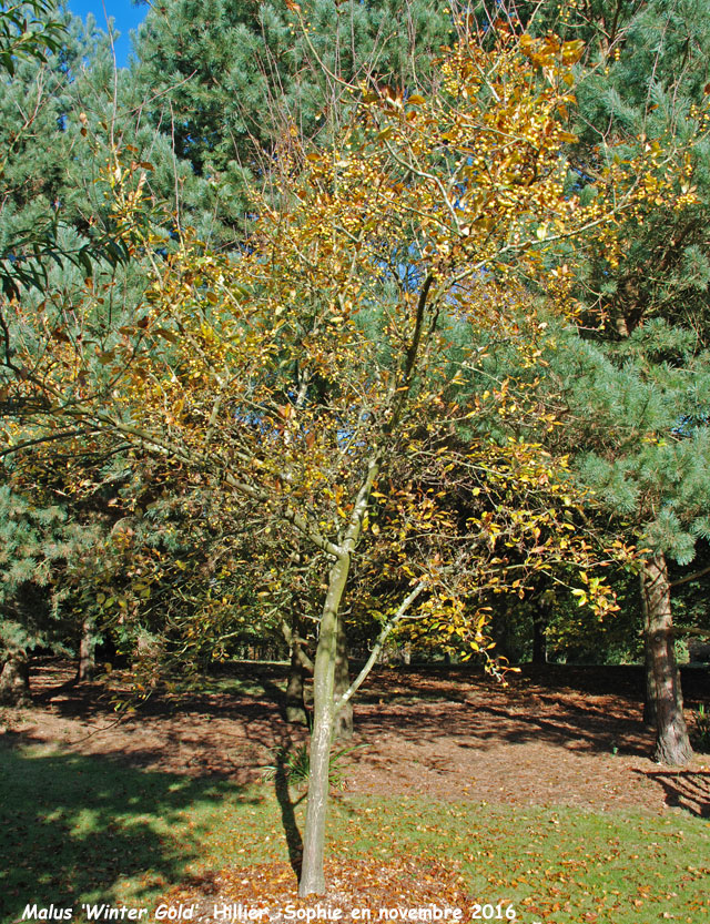 Malus 'Winter Gold'