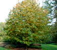 Malus yunnanensis