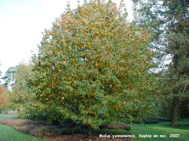 Malus yunnanesis