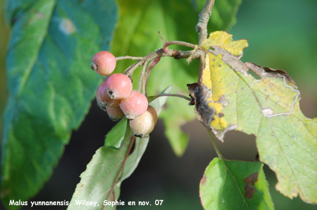 Malus yunnanesis