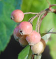 Malus yunnanensis