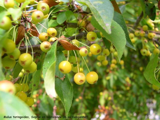 Malus toringoides