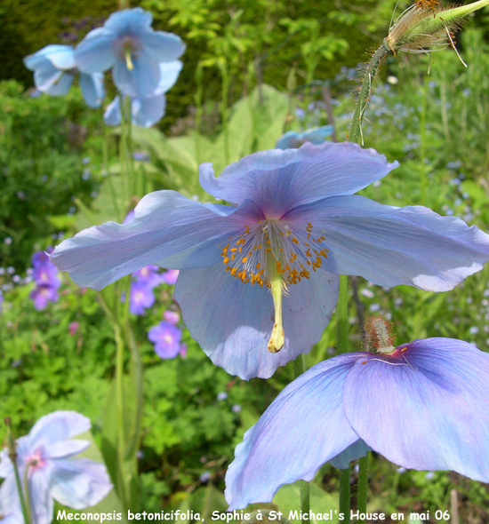 Meconopsis betonicifolia