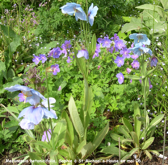 Meconopsis betonicifolia