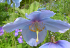 Meconopsis betonicifolia