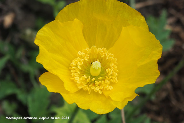 Meconopsis cambrica