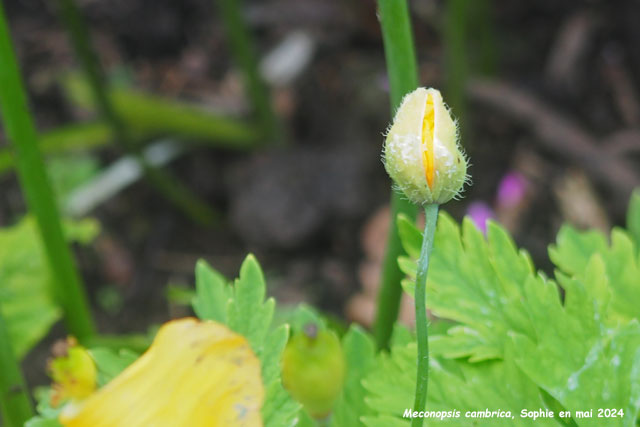Meconopsis cambrica