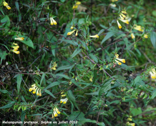 Melanpyrum pratense