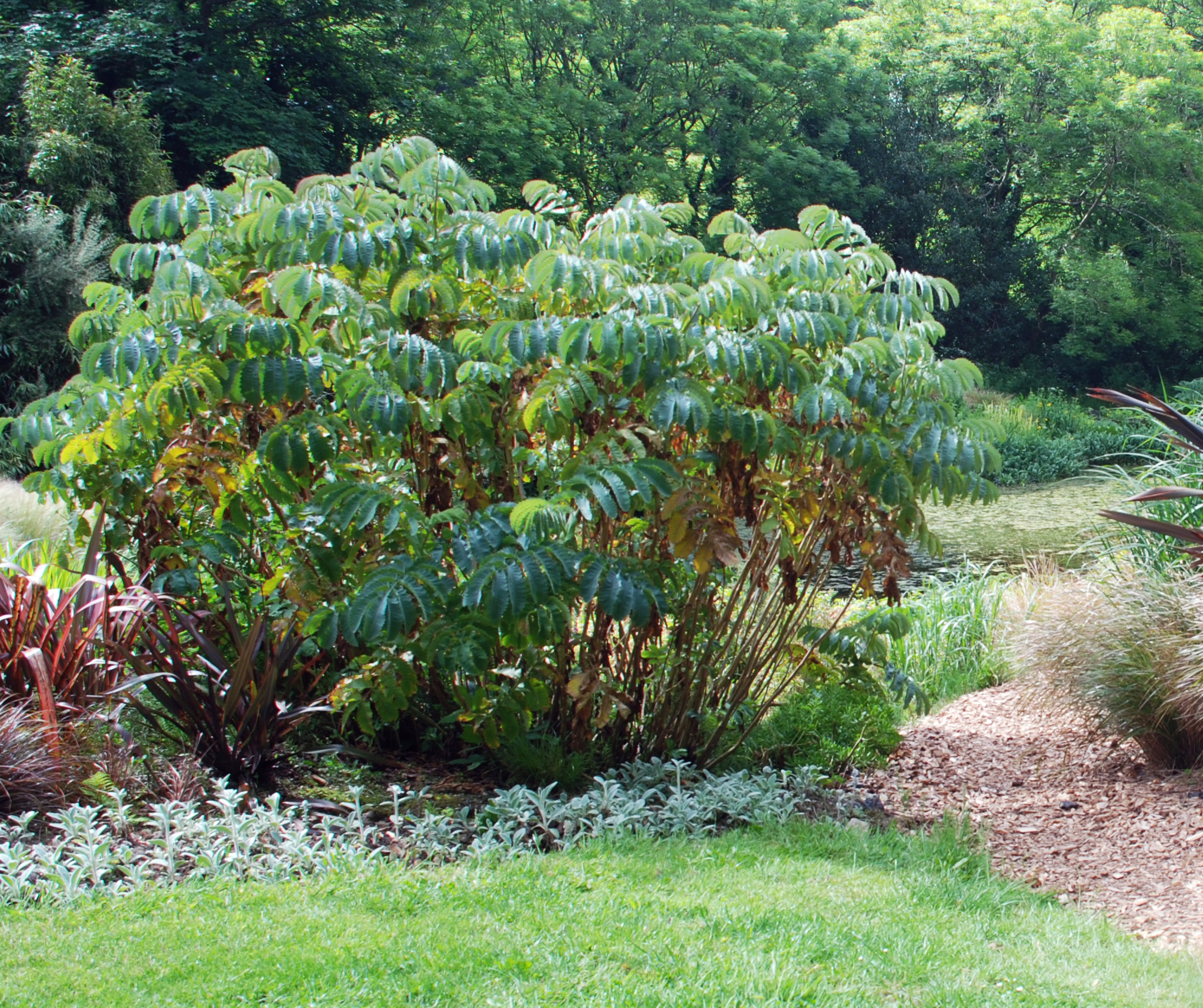 Melianthus major