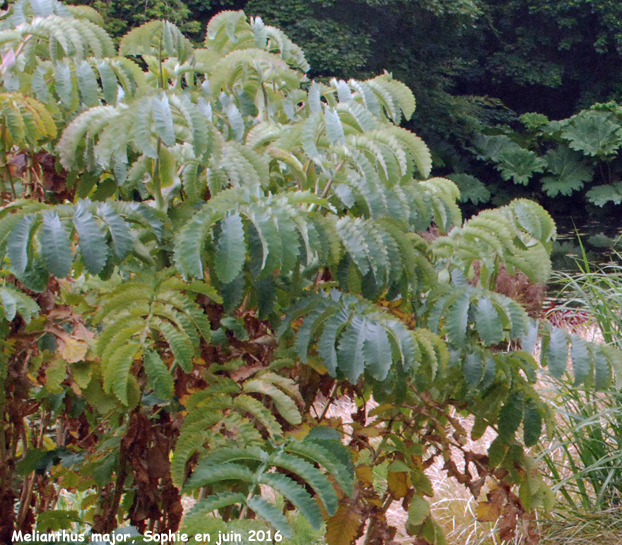 Melianthus major