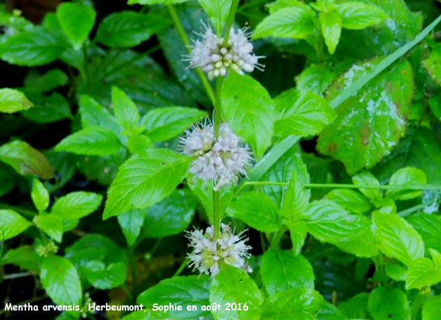 Mentha arvensis