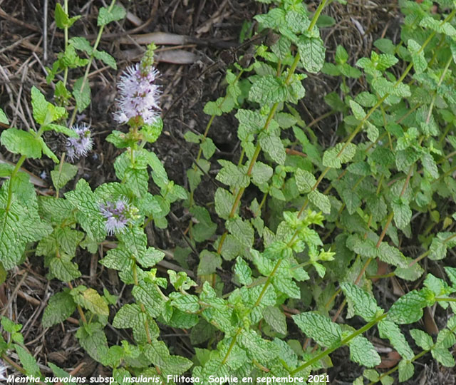 Mentha suavolens subsp. insularis