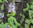 Mentha suavolens subsp. insularis