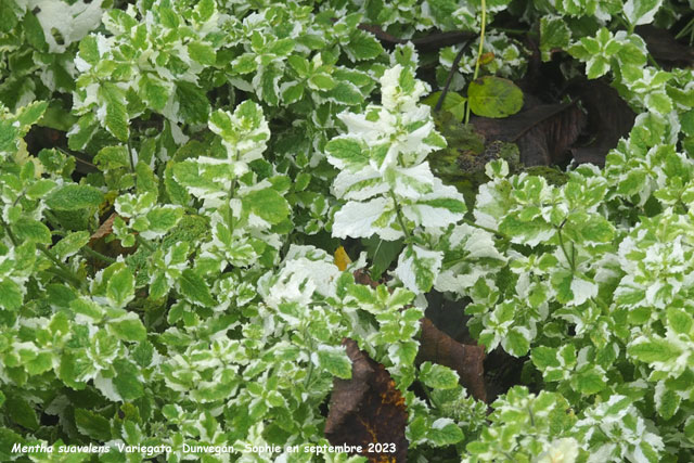 Mentha suavolens 'Variegata'