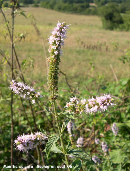 Mentha spicata