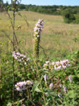 Mentha spicata