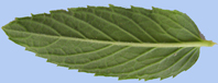avers de la feuille
