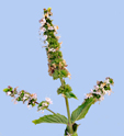 infloresscence