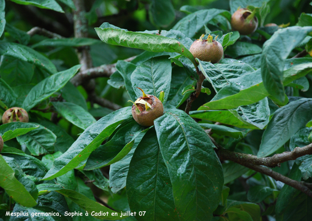 Mespilus germanica