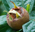 Mespilus germanica