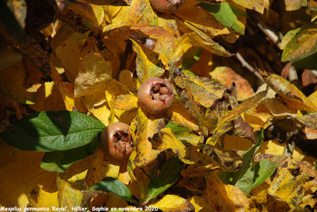 Mespilus germanica 'Royal'