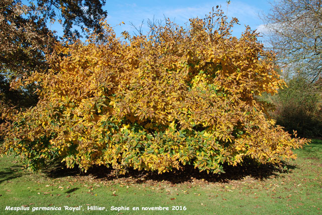 Mespilus germanica 'Royal'