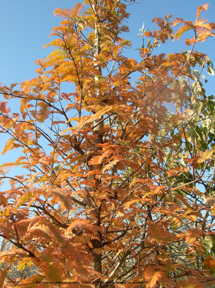 Metasequoia glyptostroboides