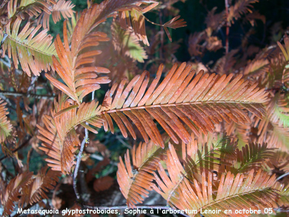 Metasequoia glyptostroboides