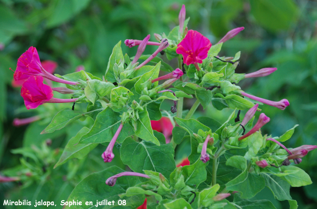 Mirabilis jalapa