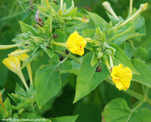 Mirabilis jalapa