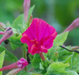 Mirabilis jalapa