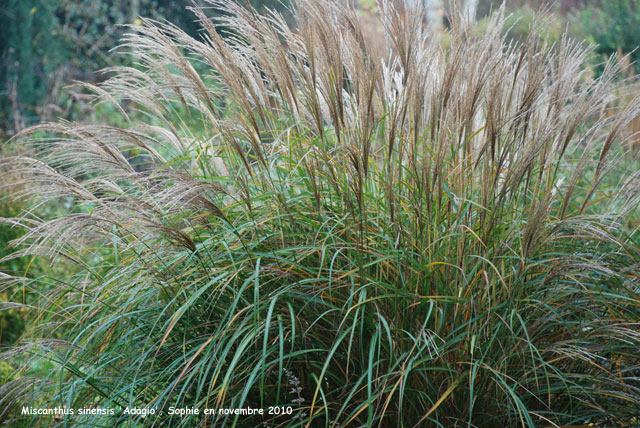 Miscanthus sinensis 'Adagio'