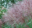 Miscanthus sinensis 'Ferner Osten'