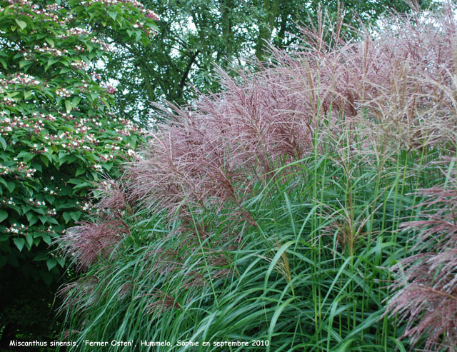 Miscanthus sinensis 'Ferner Osten'