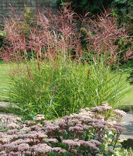 Miscanthus sinensis 'Ferner Osten'