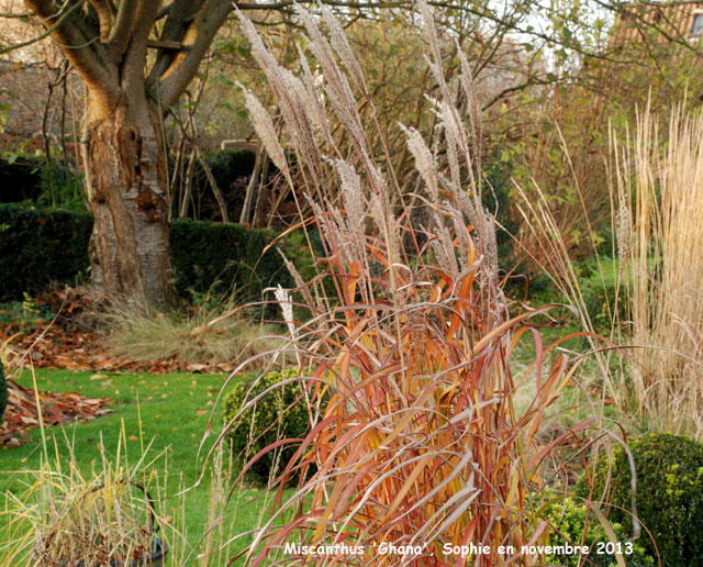 Miscanthus sinensis 'Ghana'