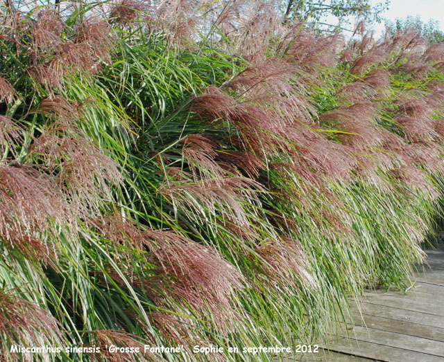 Miscanthus sinensis 'Grosse Fontane'