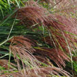 Miscanthus sinensis 'Kleine Fontane'