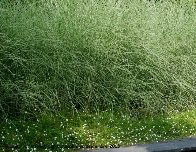 Miscanthus sinensis 'Morning Light'