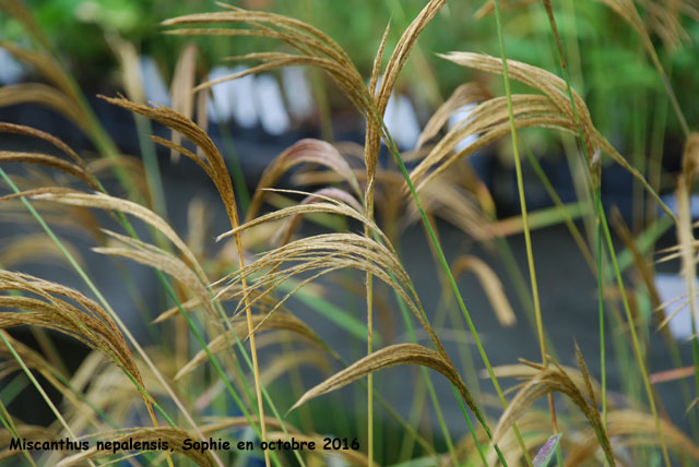 Miscanthus nepalensis