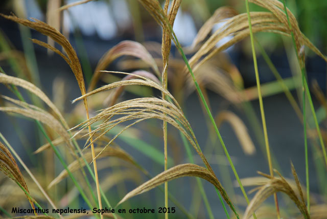 Miscanthus nepalensis