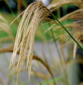 Miscanthus nepalensis