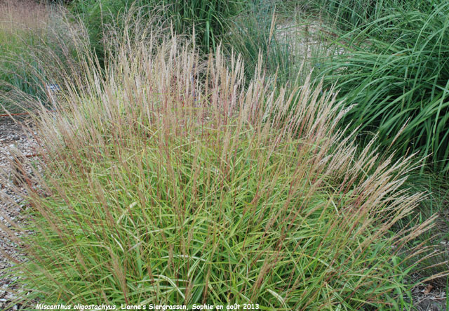 Miscanthus oligostachyus