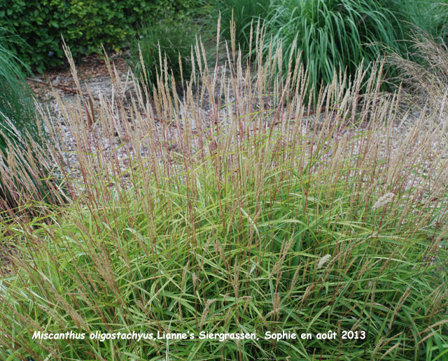 Miscanthus oligostachyus