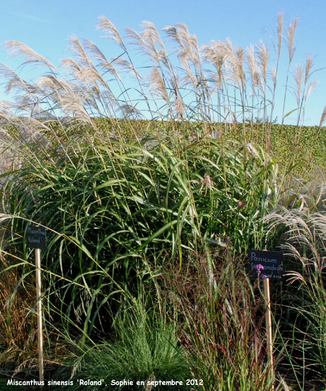 Miscanthus sinensis 'Roland'