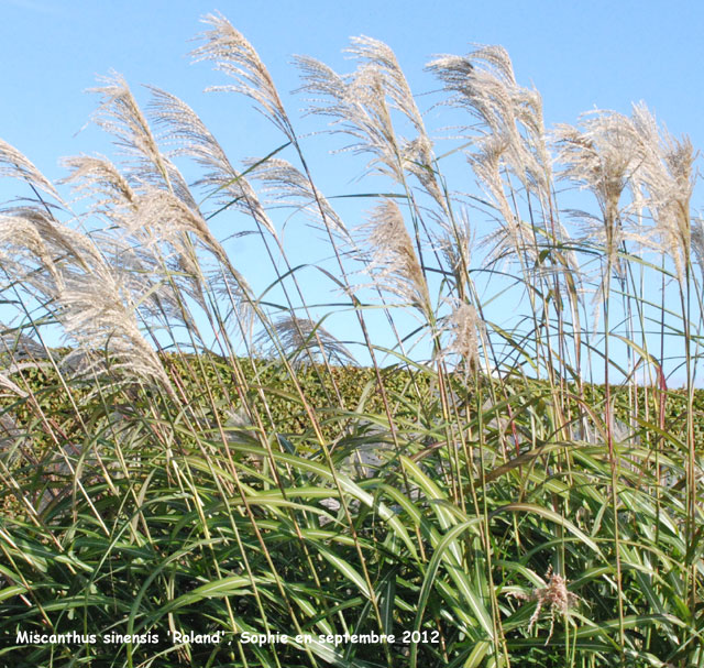 Miscanthus sinensis 'Roland'