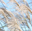 Miscanthus sinensis 'Roland'