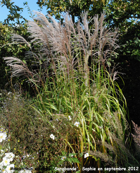 Miscanthus sinensis 'Sarabande'