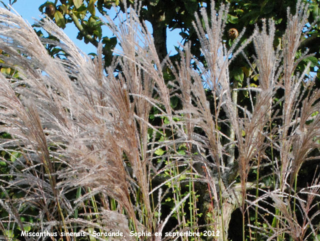 Miscanthus sinensis 'Sarabande
