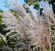 Miscanthus sinensis 'Sarabande'